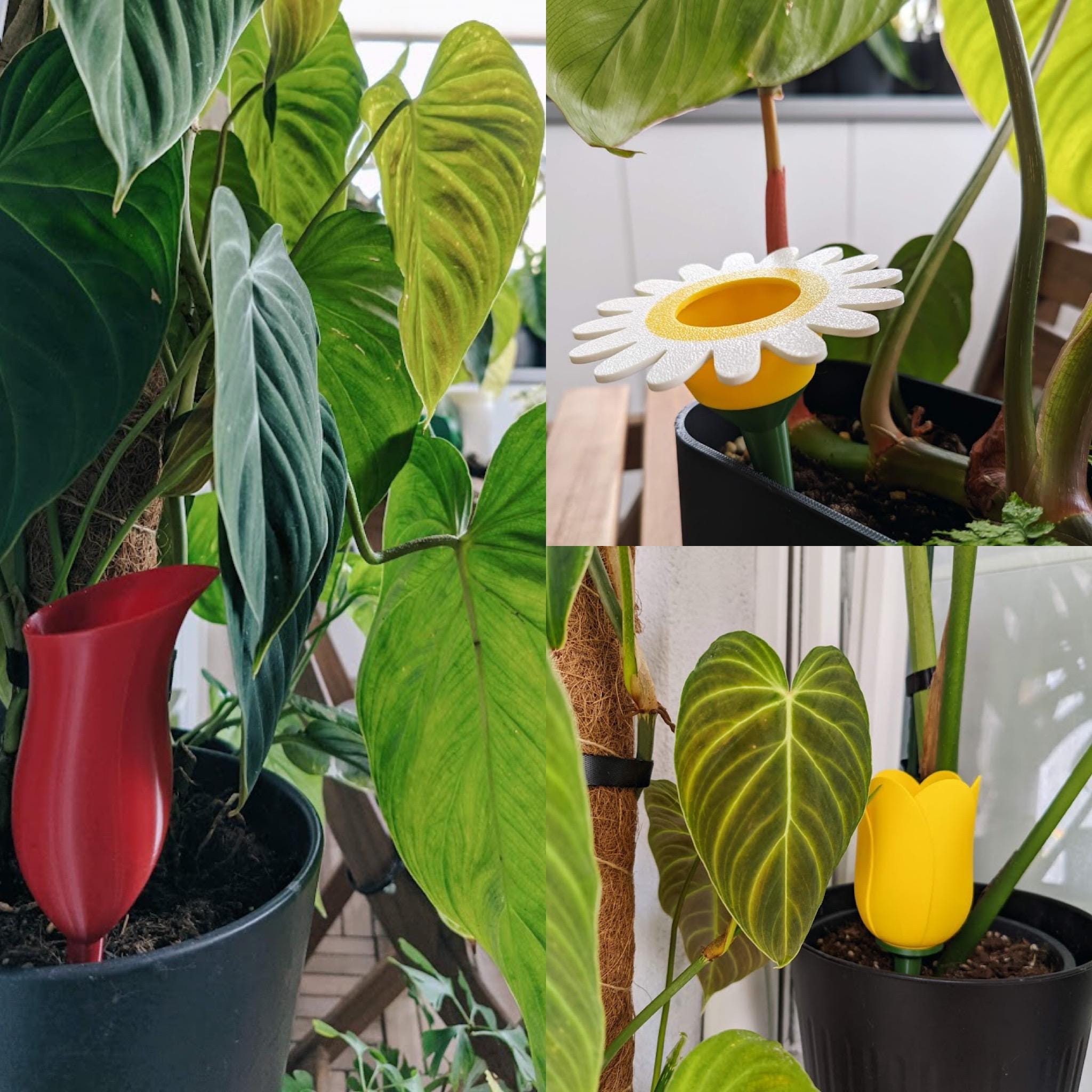 Plant Watering Daisy, Tulip, & Pitcher Plant Set