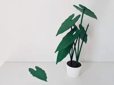 Alocasia Plant Coaster Set