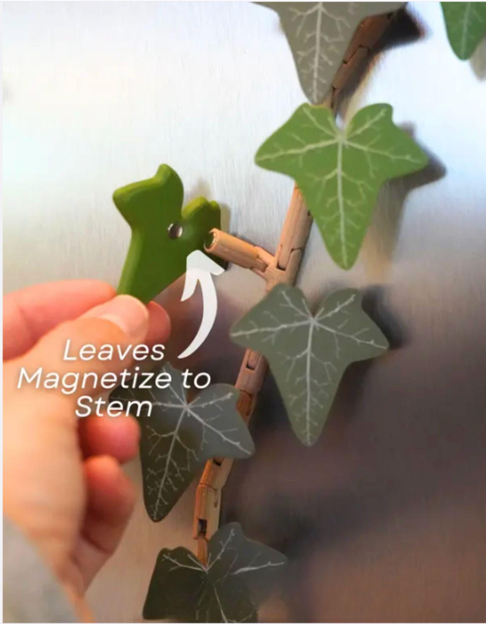 English Ivy Magnet Set